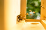 养蜂技术：培育蜜蜂的“大功臣”——蜜蜂王后