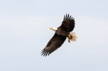 鹰的重生：翱翔蓝天的征程