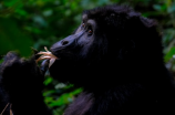 乌班图：非洲的大猩猩之王