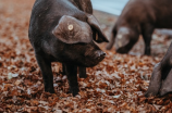 认知猪品种全景，你了解多少种呢？