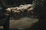 羊的音乐梦，牧羊曲笛子的故事